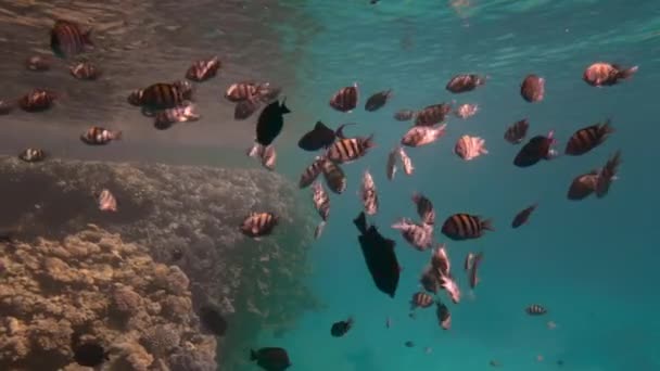 Färgglada tropiska fiskar mot en blå havsbotten och korallrev. Solens strålar gör sin väg genom vattenytan. Slow motion — Stockvideo