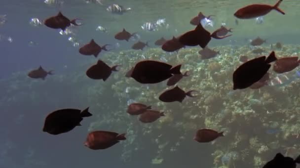 Poissons colorés dans leur habitat nagent près de la caméra. Plan sous-marin, sur fond de récif corallien coloré. Les rayons du soleil traversent la surface de l'eau. Mouvement lent — Video