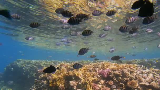 Um monte de peixes tropicais coloridos de diferentes tamanhos nadar perto da câmera. Contra o pano de fundo da superfície da água, água azul clara e recife de coral. Os raios de sóis atravessam a água — Vídeo de Stock