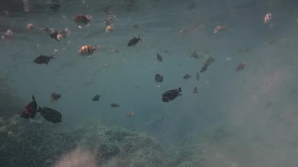 Schwimmende farbige tropische Meeresfische in einer großen Ansammlung von im Wasser gelösten Blasen von Sauerstoffgas. Vor einem Korallenriff durchdringen die Sonnenstrahlen die Wasseroberfläche. Zeitlupe — Stockvideo