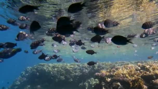 Poissons tropicaux sur fond de coraux. Fusillade sous-marine. Mouvement lent — Video