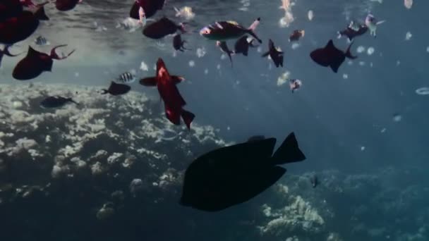 Belo peixe vermelho amarelo e azul no fundo dos recifes de coral. Lagoa Azul. Os raios de sóis rompem a superfície da água. Movimento lento, close-up — Vídeo de Stock