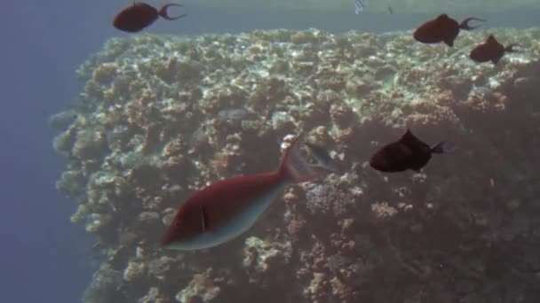 Γαλάζια λιμνοθάλασσα, σιλουέτες ψαριών κολυμπούν στις ακτίνες του ήλιου που περνούν μέσα από την επιφάνεια του νερού. Τα κόκκινα ψάρια κολυμπούν κοντά στην κάμερα. Αργή κίνηση, κοντινό — Αρχείο Βίντεο