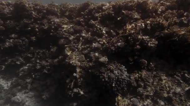 Мертвый коралловый риф на дне Красного моря. Стрельба началась. Долли. На заднем плане плавают несколько маленьких рыбок. Slow Motion — стоковое видео