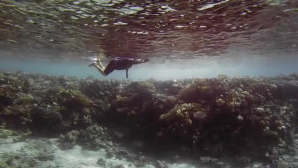 Unerkannter Taucher, Schnorchel in Tauchermaske vor dem Hintergrund eines Korallenriffs. Schießen in Bewegung. Dollly. vor dem Hintergrund einiger kleiner Fische. Zeitlupe — Stockvideo