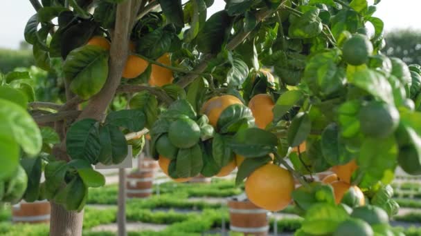 A través del árbol de los cítricos de mandarina. Vista a través de un árbol con crecientes mandarinas maduras y maduras y naranjas. Primer plano en cámara lenta — Vídeo de stock