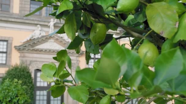 I limoni verdi crescono su un albero. spostando l'attenzione dagli agrumi al palazzo. Primo piano al rallentatore — Video Stock