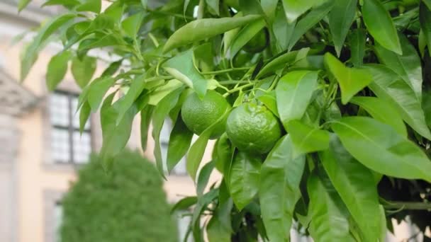 Las mandarinas verdes de maduración crecen en el árbol. rama con hojas verdes se balancea en el viento. Citrus Grove. Primer plano en cámara lenta — Vídeo de stock