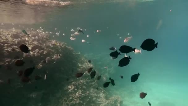 Ριγέ και πολύχρωμο όμορφο ψάρι διαφορετικών μεγεθών στο φόντο ενός κοραλλιογενή ύφαλο. Έμβιων θαλάσσιων ζώων στο περιβάλλον. Οι ακτίνες του ήλιου περνούν μέσα από το γαλάζιο νερό του ωκεανού. — Αρχείο Βίντεο