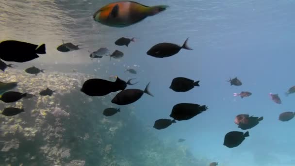 Ριγέ και πολύχρωμο όμορφο ψάρι διαφορετικών μεγεθών στο φόντο ενός κοραλλιογενή ύφαλο. Τα ψάρια κολυμπούν με την κάμερα. Έμβιων θαλάσσιων ζώων στο περιβάλλον. Οι ακτίνες του ήλιου περνούν μέσα από το μπλε — Αρχείο Βίντεο