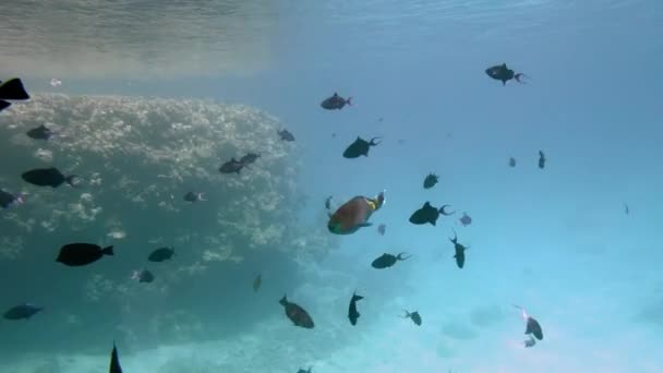 サンゴ礁の背景に異なるサイズのカラフルな美しい魚の背景にオウムの魚。環境中の生きた海洋動物。太陽の光線は青い澄んだ水を通り抜ける — ストック動画