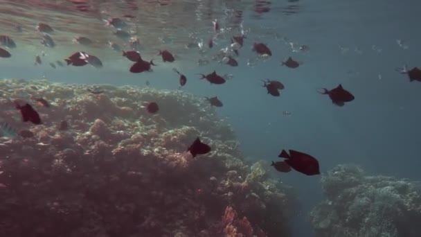 Mångfärgade färgglada fiskar i deras livsmiljö. Undervattens skott, på bakgrunden av en färgstark korallrev. Solens strålar gör sin väg genom vattenytan. Slow motion — Stockvideo