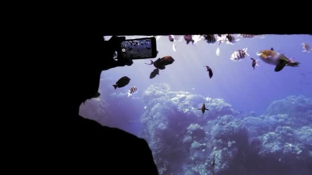 Silhouette méconnue des mains, un touriste sur un bateau avec un fond transparent, examine et photographie sur un smartphone mobile un troupeau de poissons colorés sur un fond de récifs coralliens. Gros plan — Video