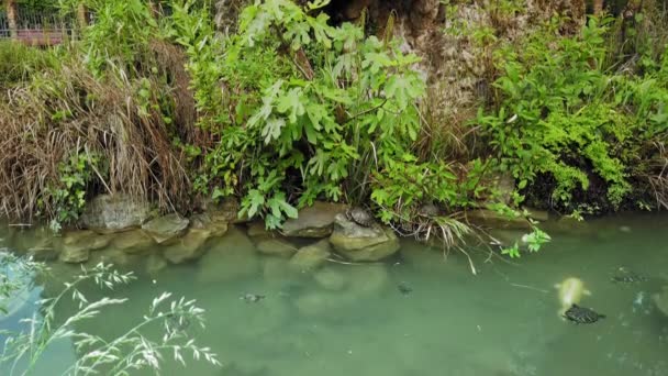 Venedig, Italien - Mai 2019: Langsame Schildkröten schwimmen langsam in einem Teich vor dem Hintergrund eines großen Fisches. Umweltschutz. Zeitlupe — Stockvideo