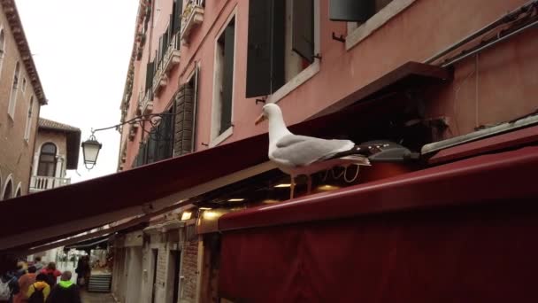 VENICE, Italy - May 2019: Impudent seagull on a peak of cafe. Against the background of the house in the Italian style. Concept: Italian city atmosphere. Slow motion — Stock Video