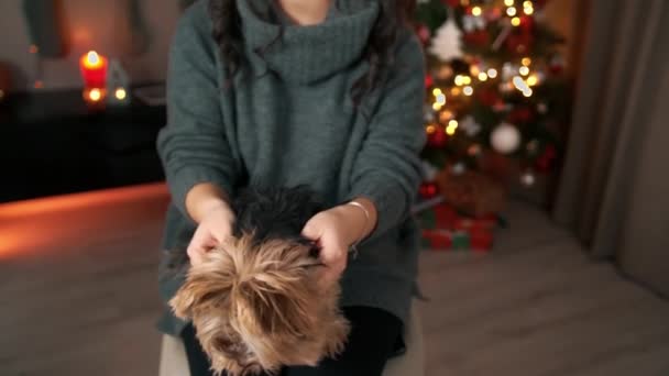 新年のアジアの若い女性は、クリスマスのインテリアは面白い小さな犬と遊んでいます。家庭の快適さ、新年とクリスマスのお祝いの概念。クリスマスツリーを背景に — ストック動画