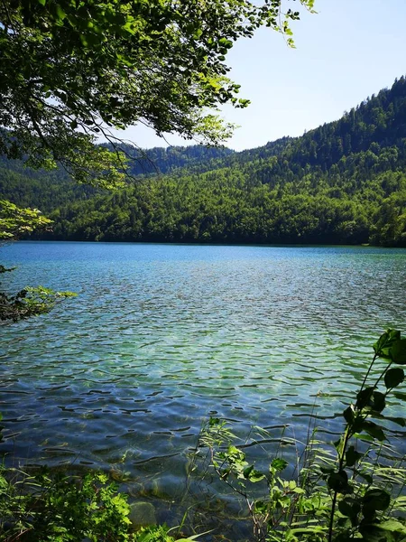 Dağlarda bir ormanda Alp gölü