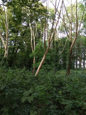 Hollanda ve Almanya sınırında orman. Dikey fotoğraf