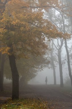Kadın, sis ve yol güzel gizemli sarı renk sezon park.