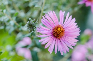 Güzel bir buket pembe bahçe çiçeği