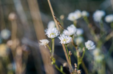 Papatya içinde bir alan darbe bir soğuk sonbahar rüzgar tarafından.