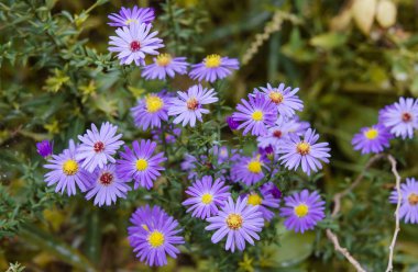Güzel buket mavi bahçe yeşil bir arka plan üzerinde. Bahçede çiçek açan çiçekler. Doğada mavi çiçekler