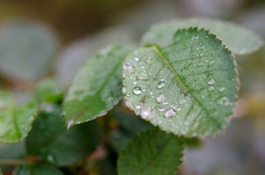 Üzerindeki yeşil yaprak yağmur damlaları. Yağmurdan sonra doğa. Çiğ yakın çekim yaprak üzerinde damla.