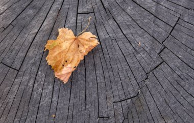 Düşen sarı yaprak güdük üzerinde yatıyor