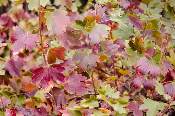 Multi-colored leaves of gooseberry. Autumn colors of wildlife. Natural color scheme. Autumn leaves close-up.