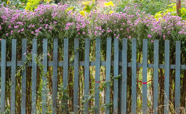 Bushes of lilac garden flowers in the backyard. Bushes of lilac garden flowers behind a blue fence. Wooden palisade fencing garden
