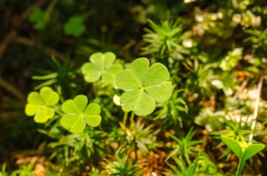 Güneş tarafından aydınlatılmış bir küçük yeşil orman bitki
