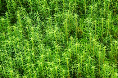 Çok ince yaprakları ile küçük Orman bitkilerin