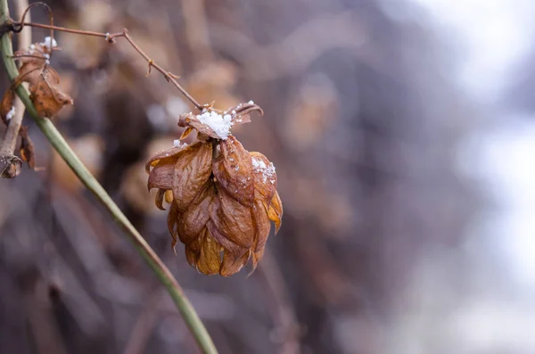 Cristales Nieve Una Flor Lúpulo Seca Flor Lúpulo Marchita Cerca —  Fotos de Stock