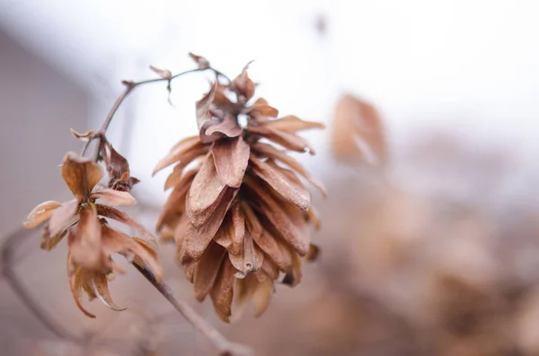 Eine Welke Hopfenblume Auf Verschwommenem Hintergrund Hopfenblüte Aus Nächster Nähe lizenzfreie Stockbilder