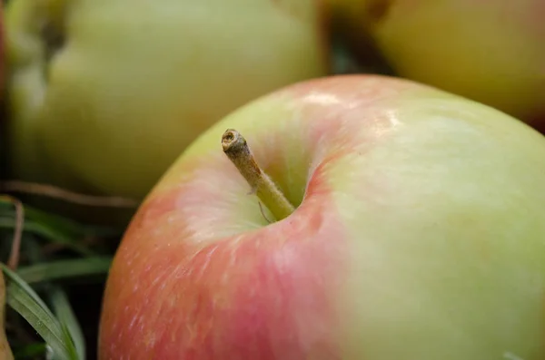 Apple Close Ripe Organic Apple Grass — Stock Photo, Image