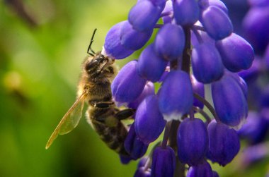 Arı çiçek pollinates
