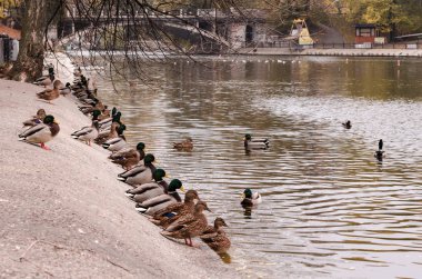 Sabah şehir parkı. Ördekler Şehir Parkı havuzda yüzmek. Sonbahar Park