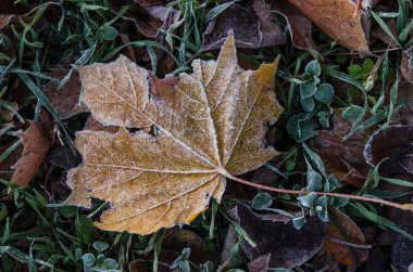 Sonra ilk frost frost ile kaplı çimlerin üzerine düşmüş akçaağaç yaprağı yatıyor.