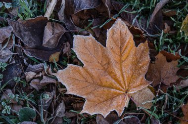 Sonra ilk frost frost ile kaplı çimlerin üzerine düşmüş akçaağaç yaprağı yatıyor.