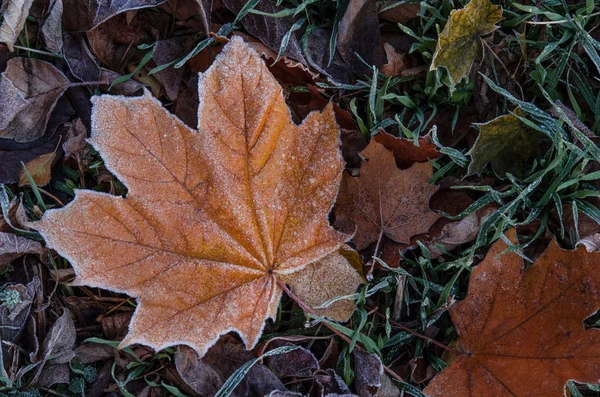 Sonra Ilk Frost Frost Ile Kaplı Çimlerin Üzerine Düşmüş Akçaağaç — Stok fotoğraf