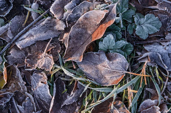 Fallen brown leaves lie on the grass covered with frost after the first frost.