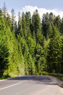 Doğal manzara Karpatlar dağlarında. Açık bir yol için güzel ve gizemli iğne yapraklı orman lider.