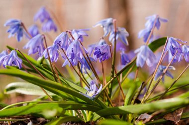 İlk bahar çiçekleri.