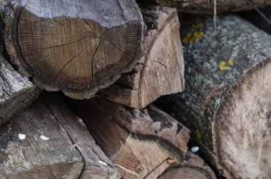 Kışın ısıtma için hasat edilen yakacak odunlar.