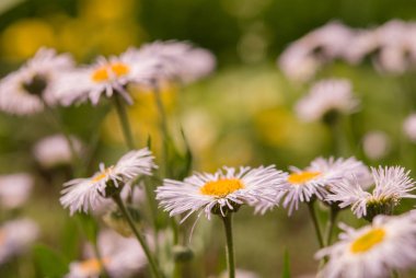 Papatya çiçeği tarlası, papatya çayı.
