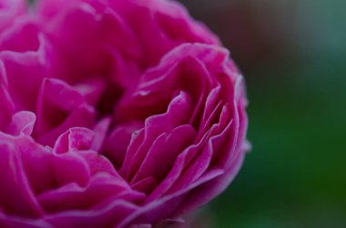 Kırmızı gül çiçeği arka plan yeşil üzerinde gül bahçesinde çiçeklenme