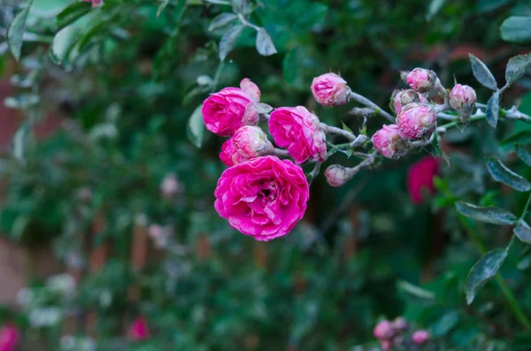 A flor de rosa vermelha florescendo no jardim de rosas no fundo verde — Fotografia de Stock