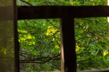 yeşil yaprakları dallarında.