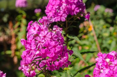 Güneşli bir günde ortanca çiçeği. Çiçekli hortensia bitkisi. Bloss
