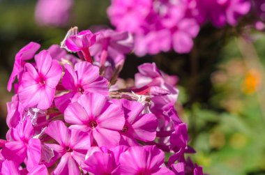 Güneşli bir günde ortanca çiçeği. Çiçekli hortensia bitkisi. Bloss
